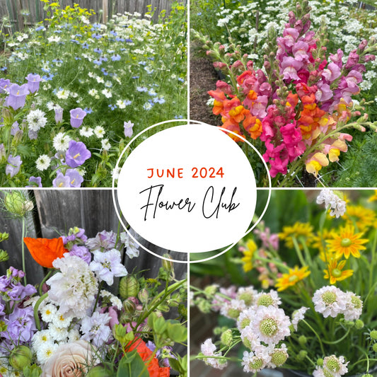 JUNE 2024 Local Flower Club (4 Weeks)