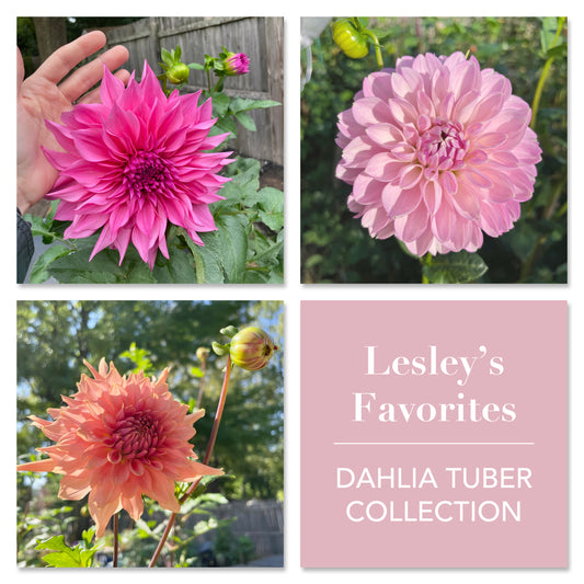 Lesley’s Favorites Dahlia Collection (3 Tubers)